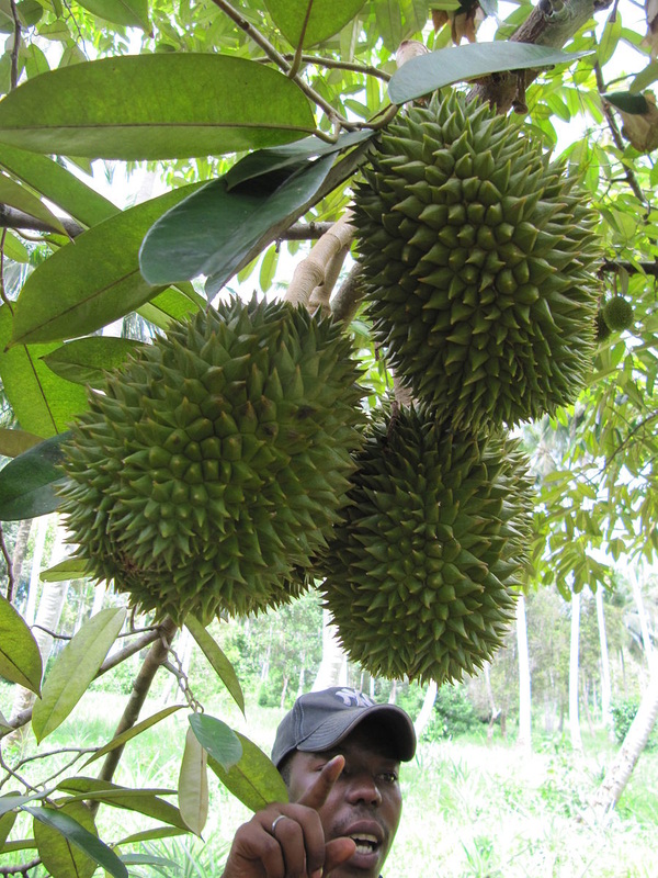 durian fruit tree